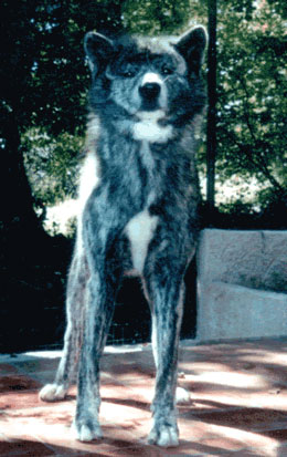 Yuzen kiwa Sheran