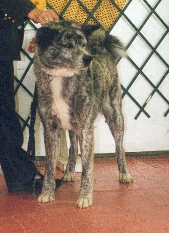 CH. MIKKIWA YUZEN (Sans Affixe)