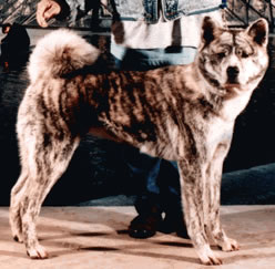 CH. Hama-hime of mori no tora