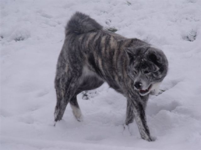 Yuzen kiwa Bagheera