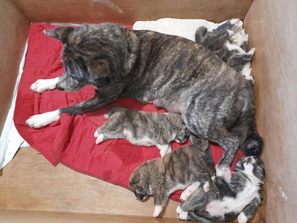 Chiot Akita Yuzen kiwa